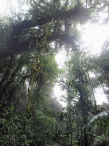 Monterverde cloudforest, Costa Rica