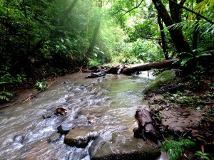 Monterverde cloudforest, Costa Rica